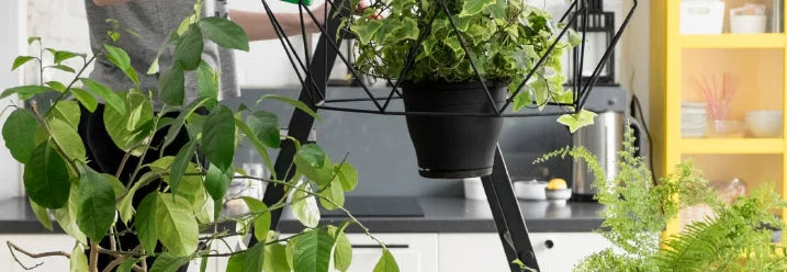 Person gießt Hängepflanze mit Gießkanne